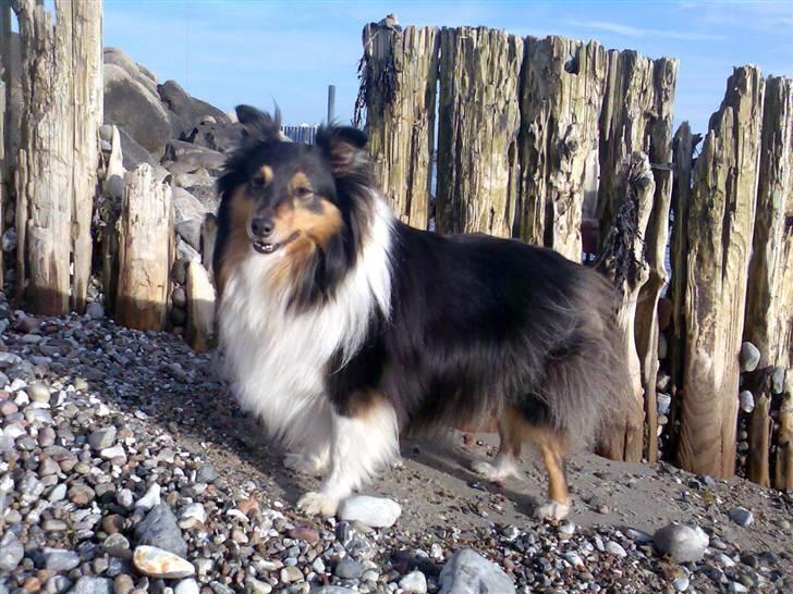 Shetland sheepdog Jason billede 4
