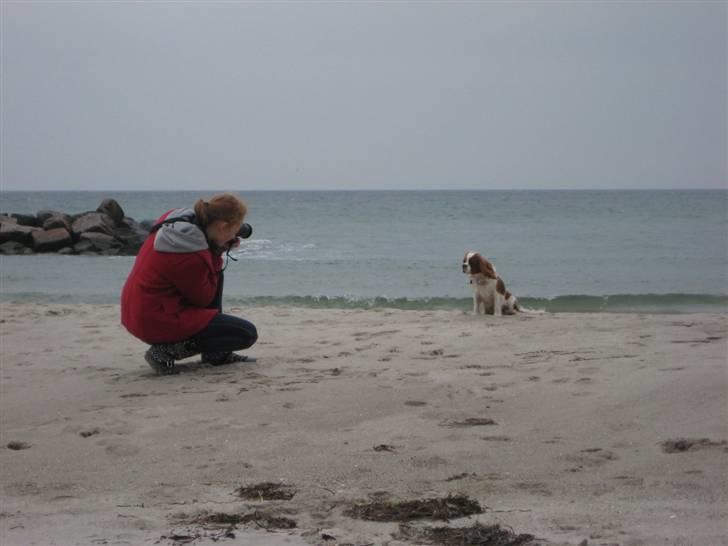 Cavalier king charles spaniel Chester billede 4