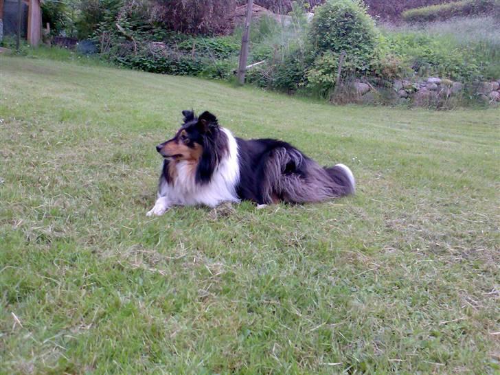 Shetland sheepdog Jason billede 5