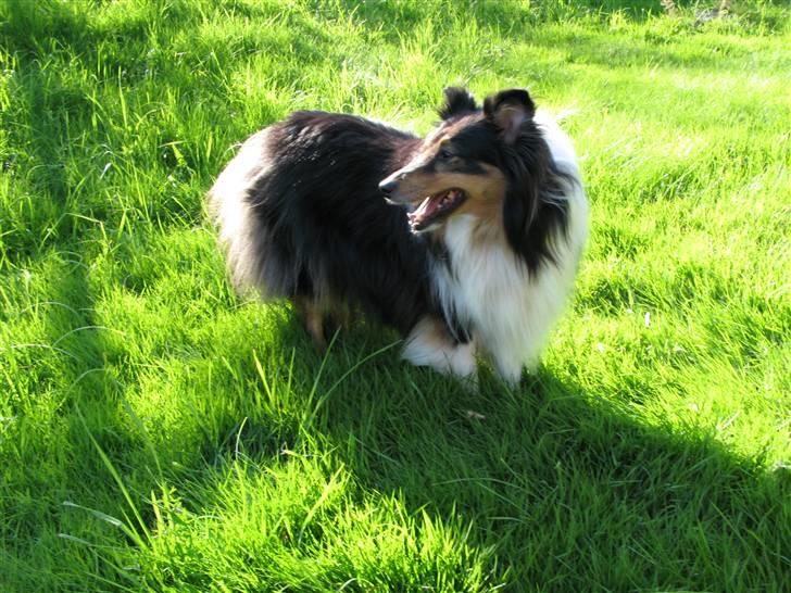 Shetland sheepdog Jason billede 6