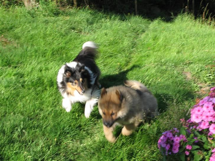 Shetland sheepdog Jason billede 7