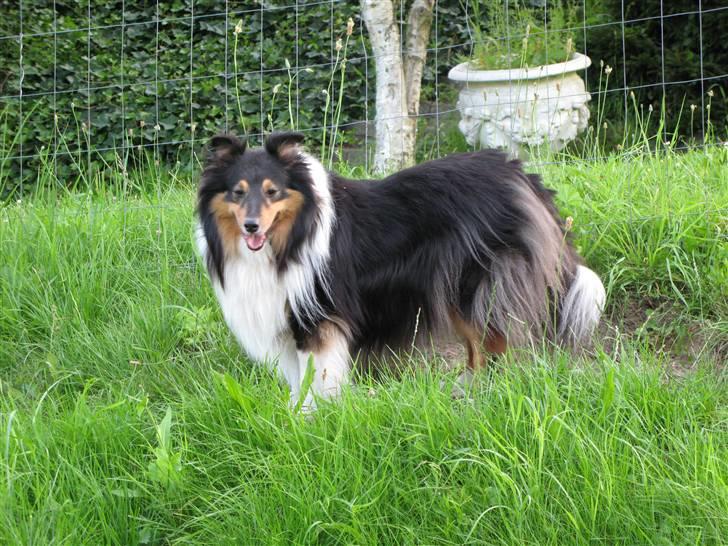 Shetland sheepdog Jason billede 8