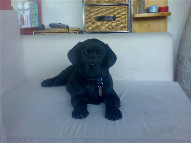 Labrador retriever Tyson billede 1