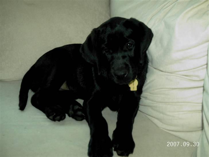 Labrador retriever Tyson - MIN plads... billede 2
