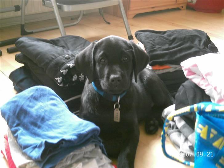 Labrador retriever Tyson - "hjælper" lidt med vasketøjet... billede 3