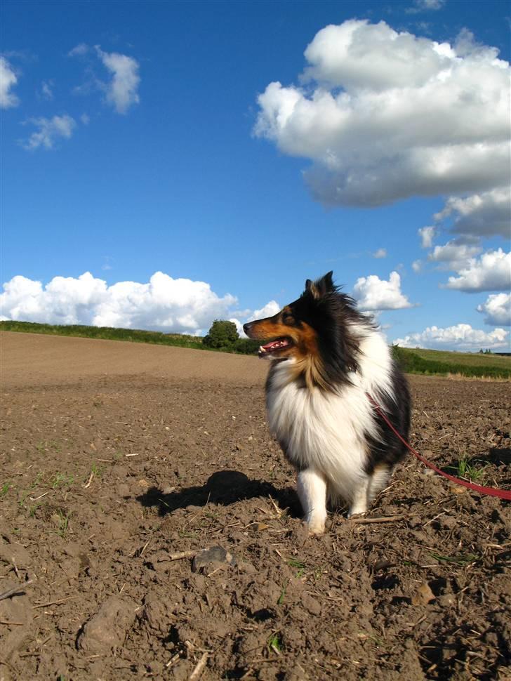 Shetland sheepdog Jason billede 9