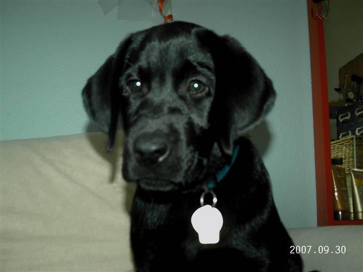Labrador retriever Tyson billede 4