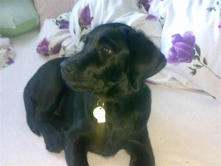 Labrador retriever Tyson billede 5