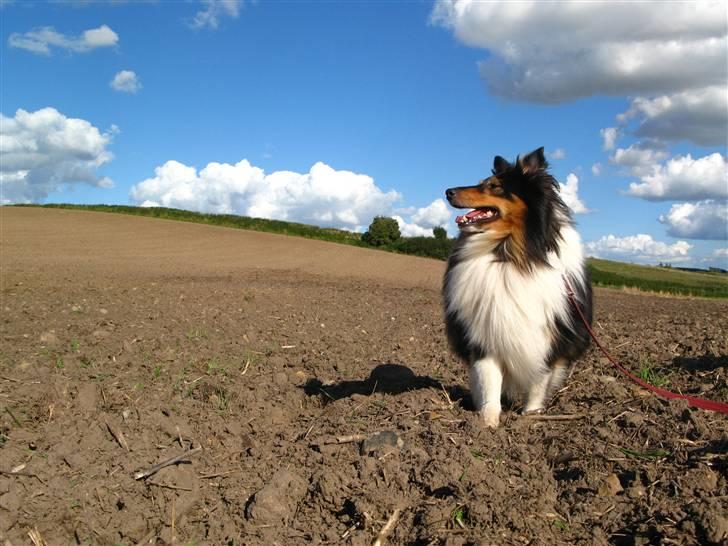 Shetland sheepdog Jason billede 10