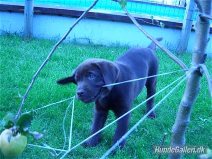 Labrador retriever Ice man (Ludvig) - Velkommen til Ludvigs profil.. Her er Ludvig som hvalp.. :) Der kommer snart nogle af ham som han er nu, men der er han også dejlig :) Så læg en kommentar og en bedømmelse af`vores dejlige vovse.. -Tak :) billede 1