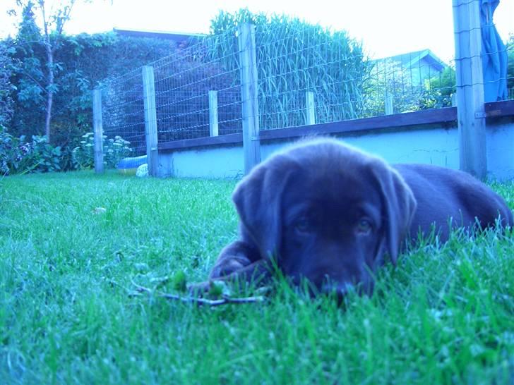 Labrador retriever Ice man (Ludvig) - Ludvig billede 2