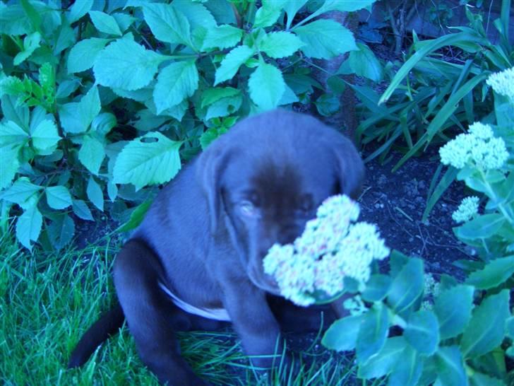Labrador retriever Ice man (Ludvig) - Jeg er her ikke.. Haha billede 3