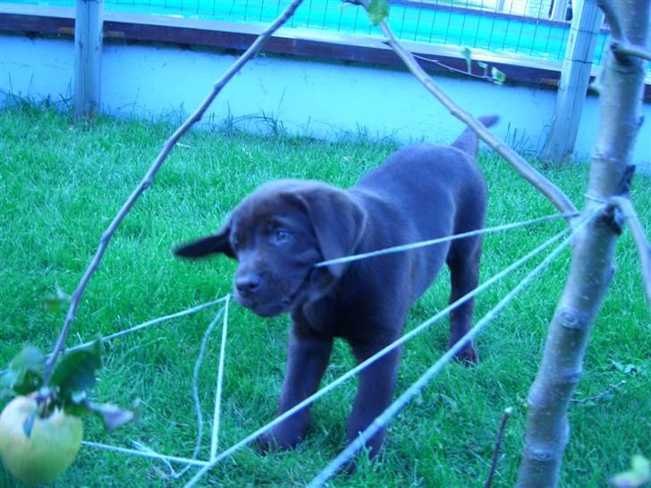 Labrador retriever Ice man (Ludvig) - WII . :) billede 4