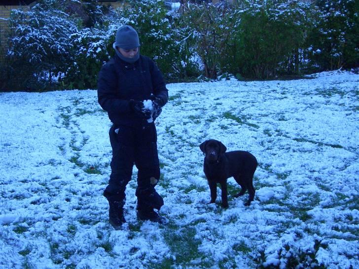 Labrador retriever Ice man (Ludvig) - Ludvig´s første sne . :) billede 5