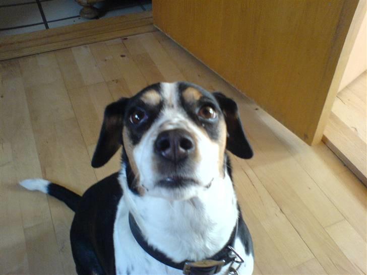 Blanding af racer Tarzan - Hvorfor skal du kigge på mig :) billede 1