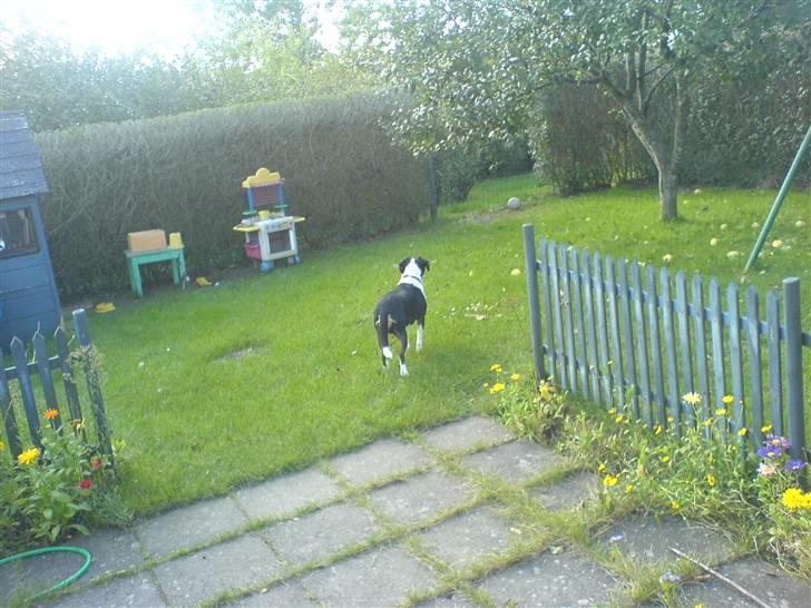 Blanding af racer Tarzan - Hmm hvor er de Fugle henne nu? billede 2