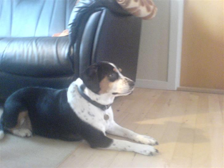 Blanding af racer Tarzan - Jeg venter kun på den Christian kommer hjem billede 3