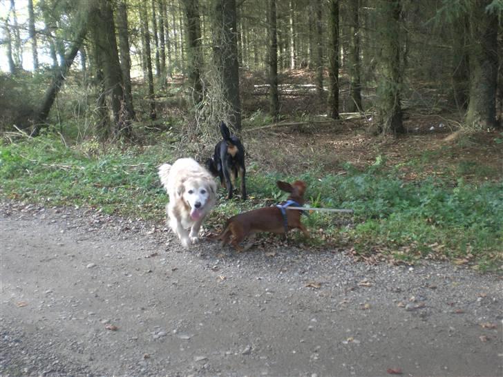 Rottweiler Charli - Charli og hans legekammerat Thor billede 14