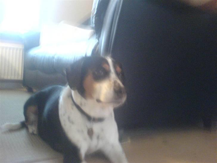 Blanding af racer Tarzan - Hmm gad vide hvem det er der ude billede 4