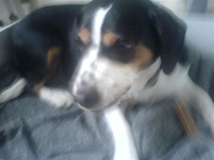 Blanding af racer Tarzan - Rrr! du stopper aldrig vel billede 5