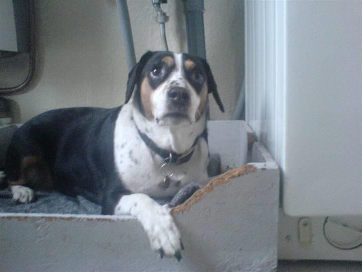 Blanding af racer Tarzan - Hvem er Det som kommer  billede 6