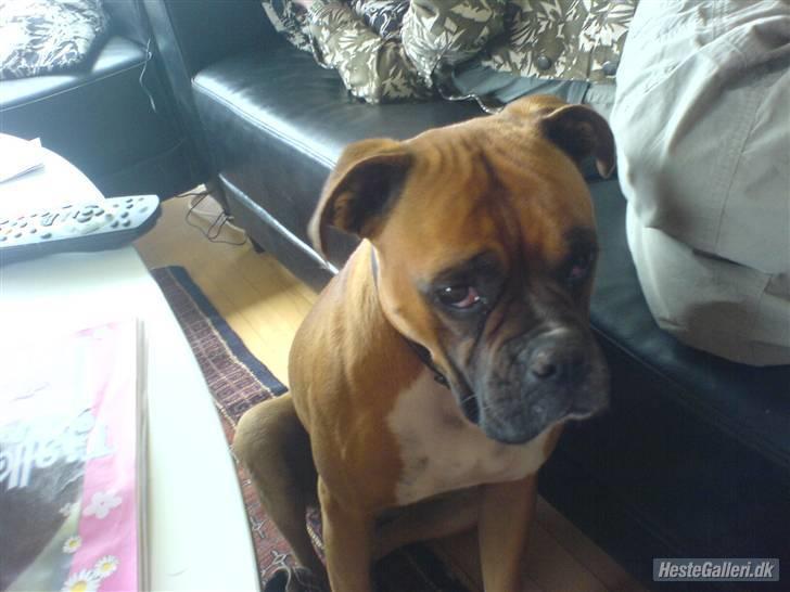 Boxer Susi<3 - jeg keder mig jo  billede 1