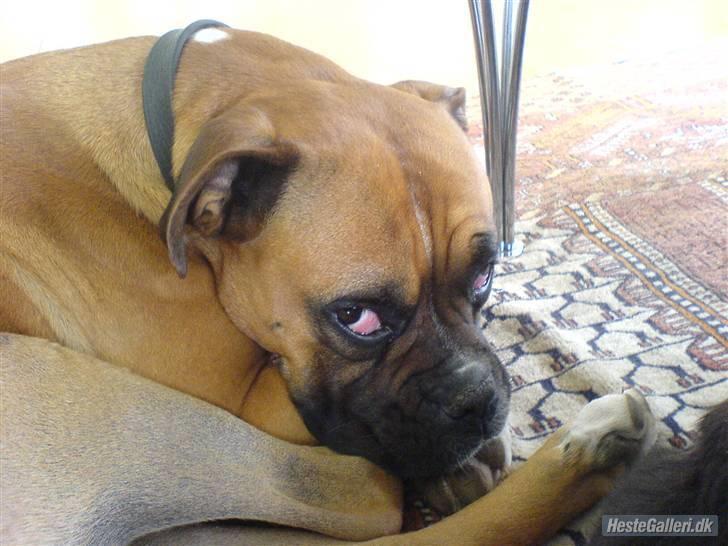Boxer Susi<3 - jeg er træt billede 2