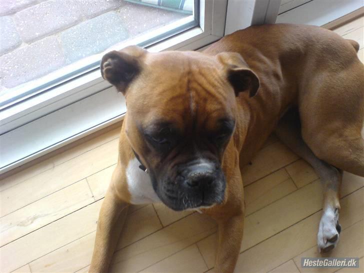 Boxer Susi<3 - dejligt at slappe af efter opratision billede 3
