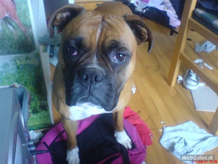Boxer Susi<3 - har du taget min boldt?? billede 4