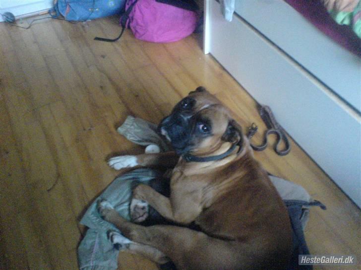 Boxer Susi<3 - hva glor du på?? billede 5