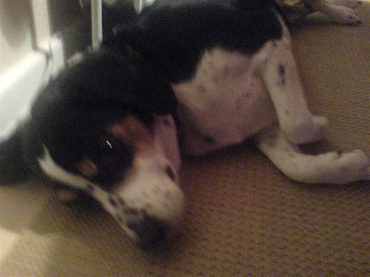 Blanding af racer Tarzan - Jeg tror jeg slapper lidt af billede 7