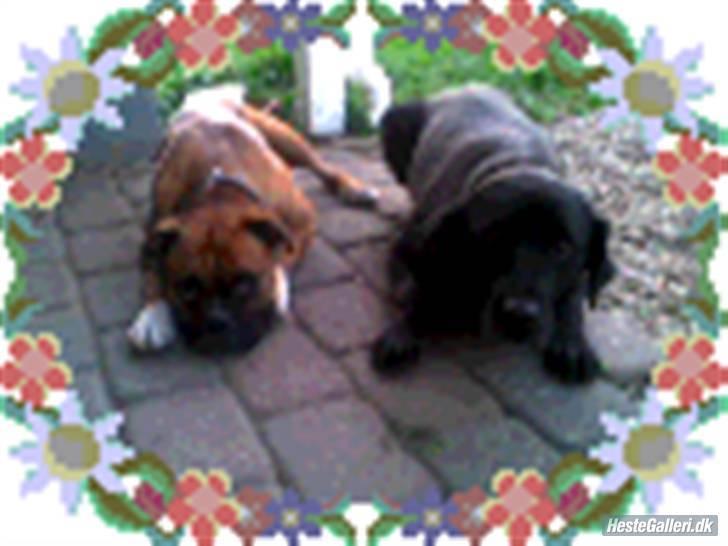 Boxer Susi<3 - farvel der kommer flere billeder                                                                                                      hilsen mig og min gamle bedste veninde billede 6