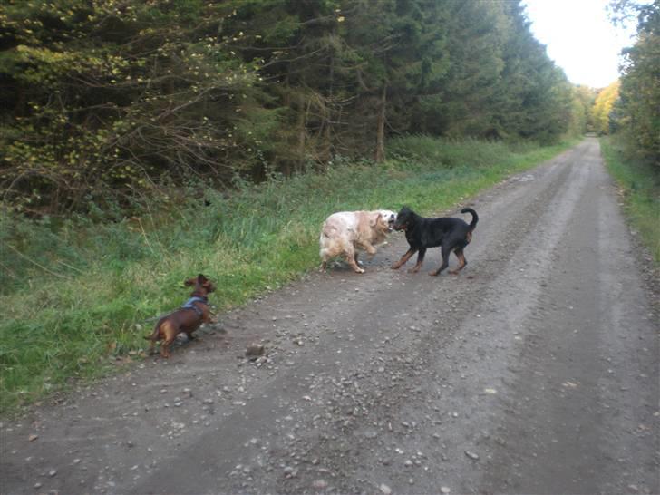 Rottweiler Charli - Charli sommen med hans to legekammerater billede 15