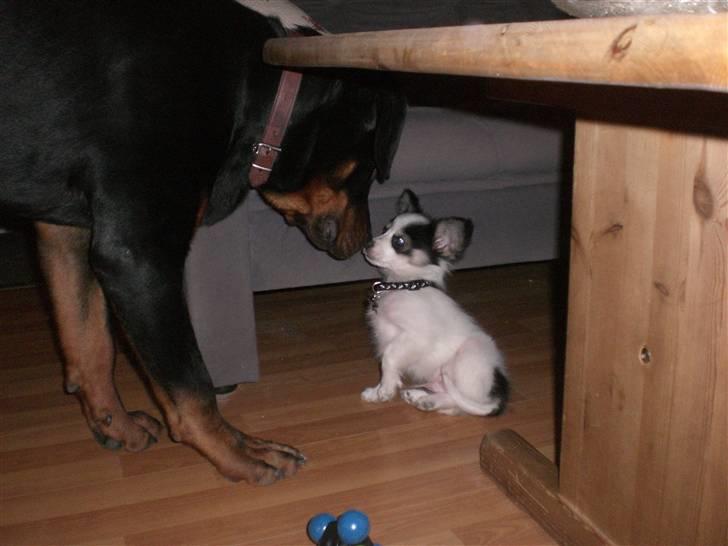 Rottweiler Charli billede 16