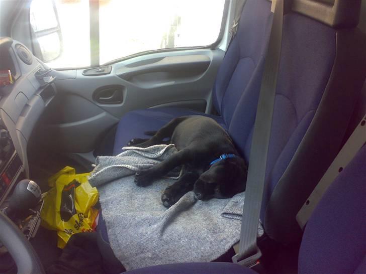 Labrador retriever Tyson - Puha.., trættende at være med ude og køre... billede 6