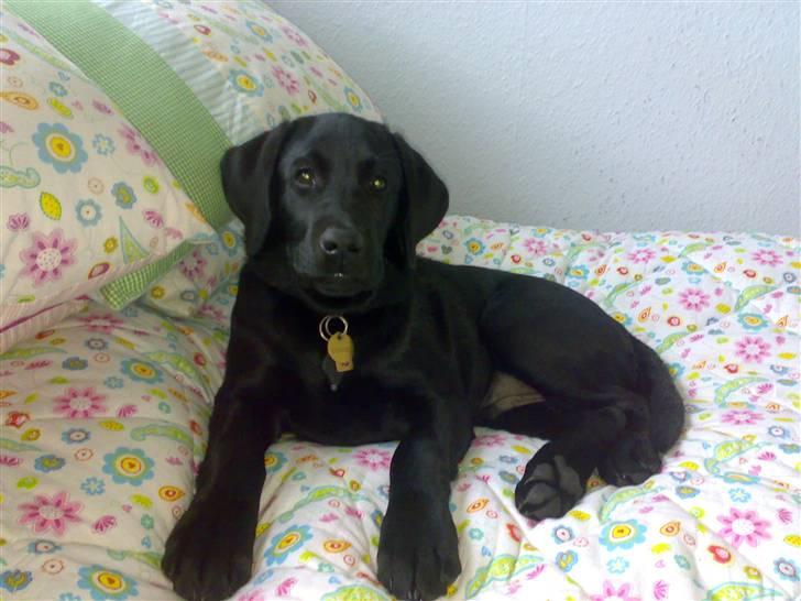 Labrador retriever Tyson billede 7