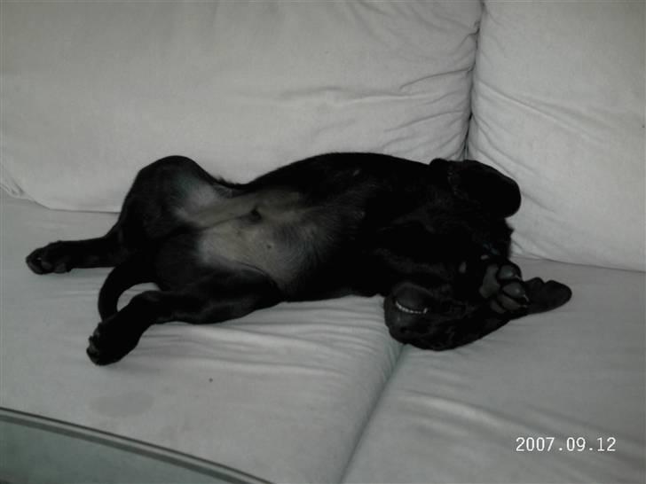 Labrador retriever Tyson billede 8