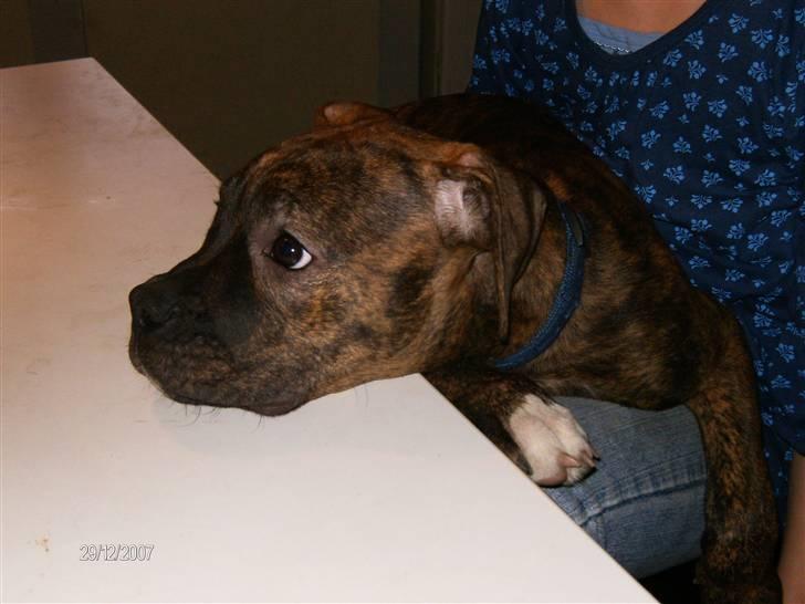 Amerikansk bulldog Topps Magic Mette - man kan jo godt være lidt tung i hovedet .....dagen derpå billede 4