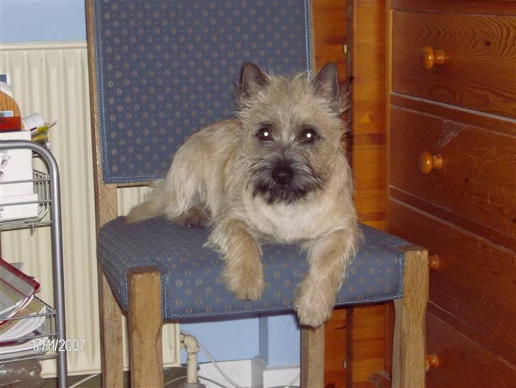 Cairn terrier Frigg's Skinfaxe / Cujo - Cujo troner på stolen (: billede 11
