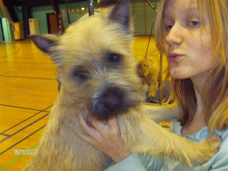 Cairn terrier Frigg's Skinfaxe / Cujo - På trimmekursus! (ignorer mig, har lige en dårlig huddag q: ) billede 12