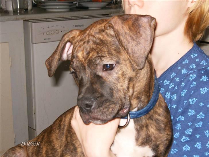 Amerikansk bulldog Topps Magic Mette billede 5