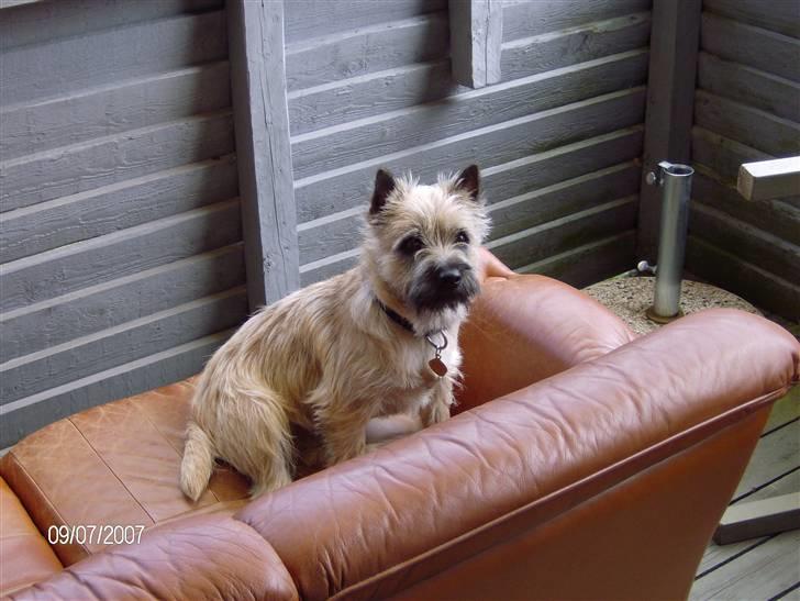 Cairn terrier Frigg's Skinfaxe / Cujo - Sommeren ´07 ... Han ser så kæk ud her! billede 13