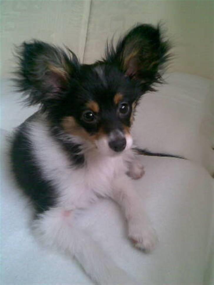 Papillon Tyson Død :( - Er jeg ikke bare fiin :) billede 1