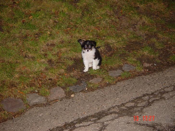 Papillon Tyson Død :( billede 2