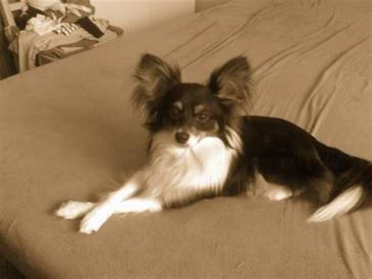 Papillon Tyson Død :( billede 3