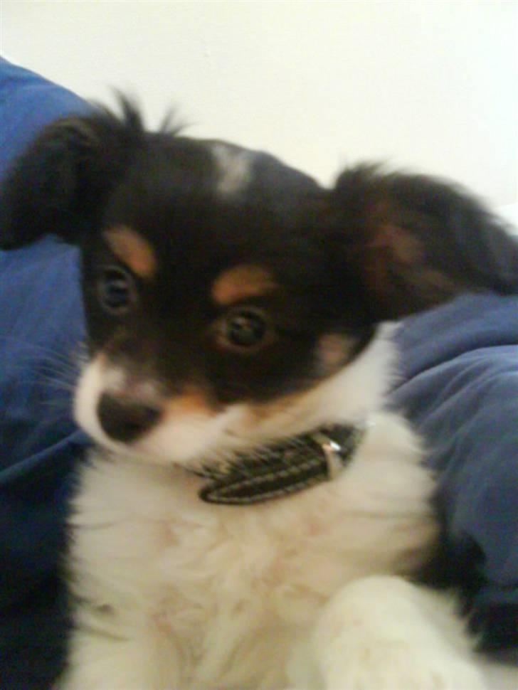 Papillon Tyson Død :( billede 4