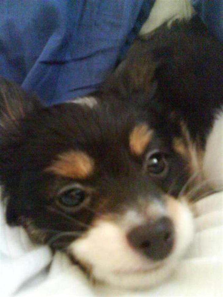 Papillon Tyson Død :( billede 5