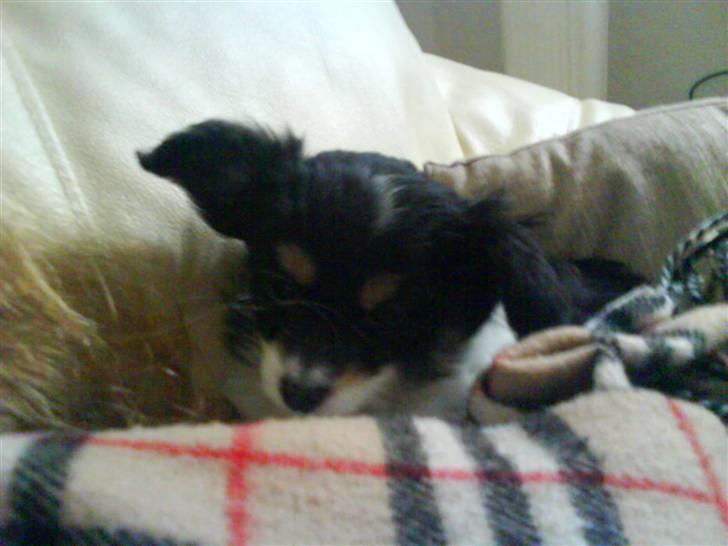 Papillon Tyson Død :( billede 6