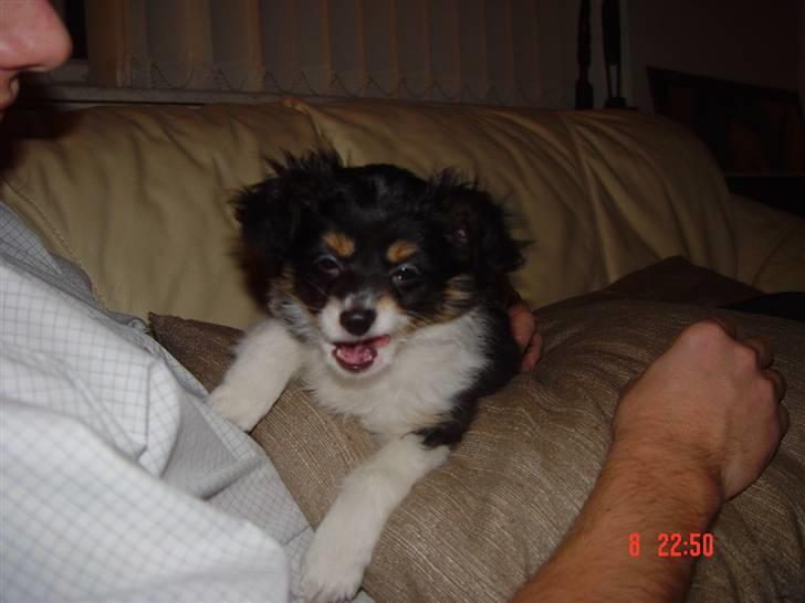 Papillon Tyson Død :( billede 7