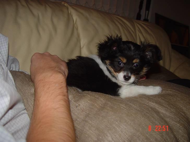 Papillon Tyson Død :( billede 8